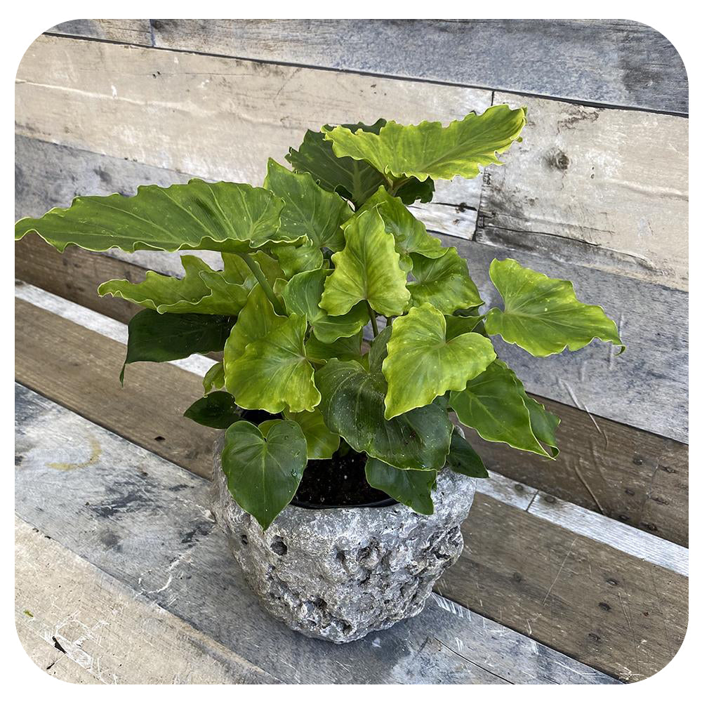 how to care for philodendron shangri la Philodendron Shangri-la