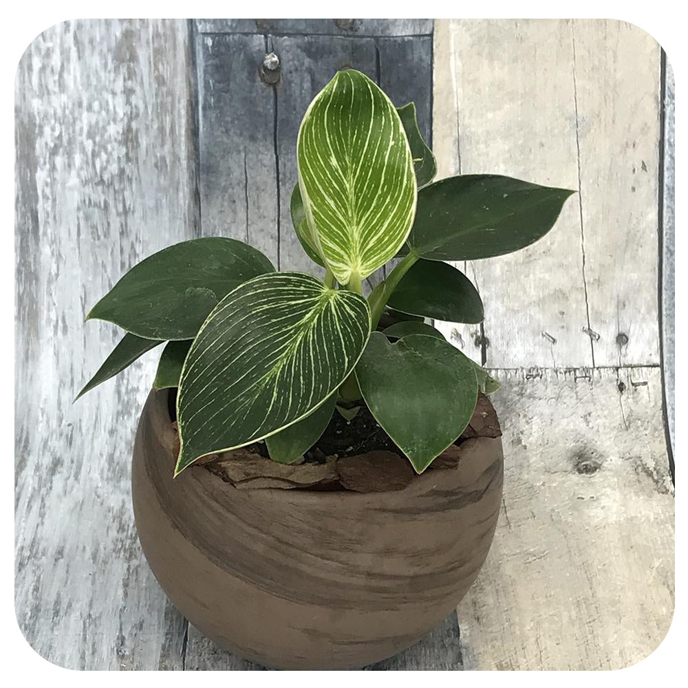 Philodendron ‘Birkin’