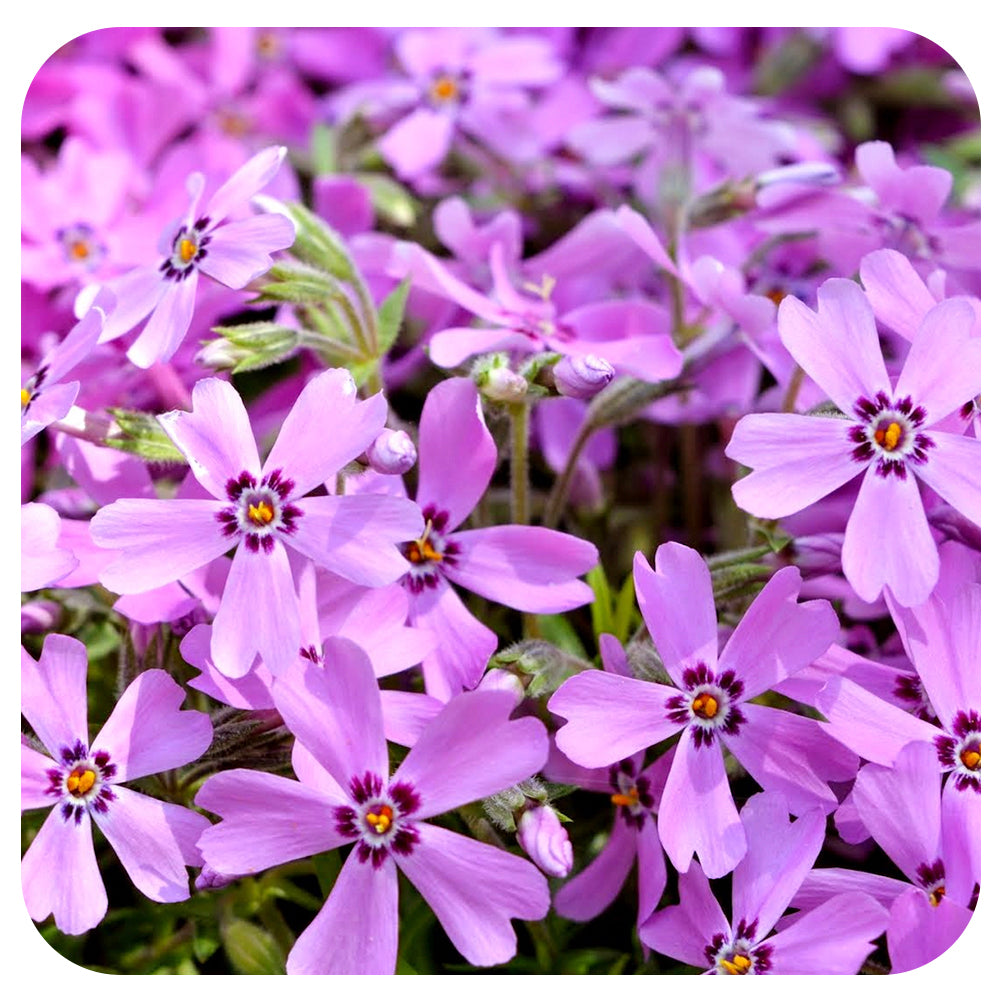 Phlox subulata Emerald Pink (Moss phlox)
