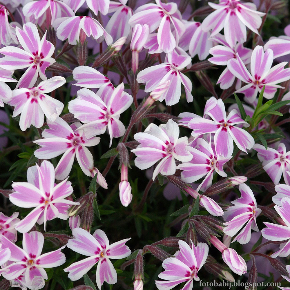 Phlox subulata Candy Stripe (Moss Phlox)