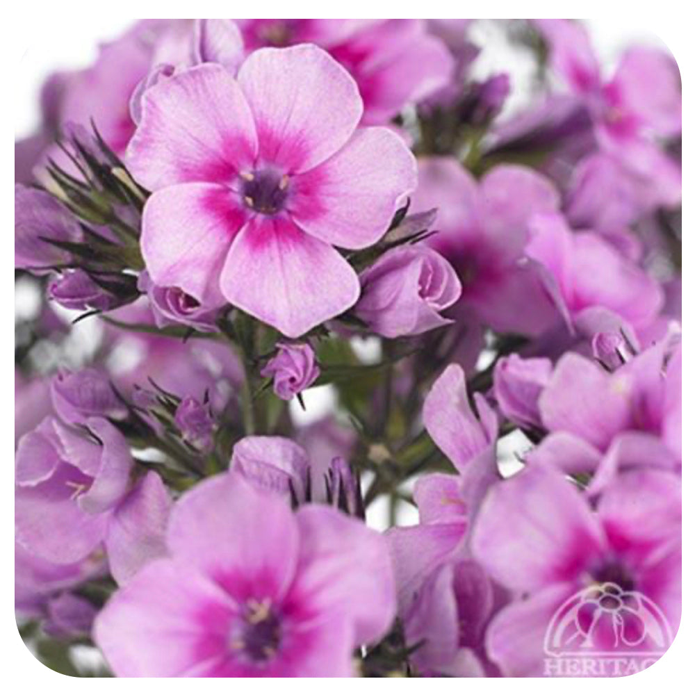 Phlox paniculata EARLY PINK CANDY