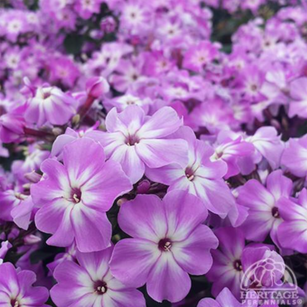 Phlox paniculata EARLY PURPLE™