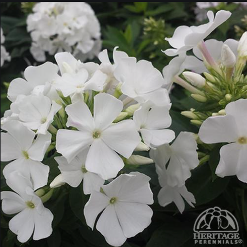 Hybrid Phlox paniculata EARLY WHITE