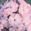 Summer Phlox 'Younique Old Pink' (Phlox paniculate)