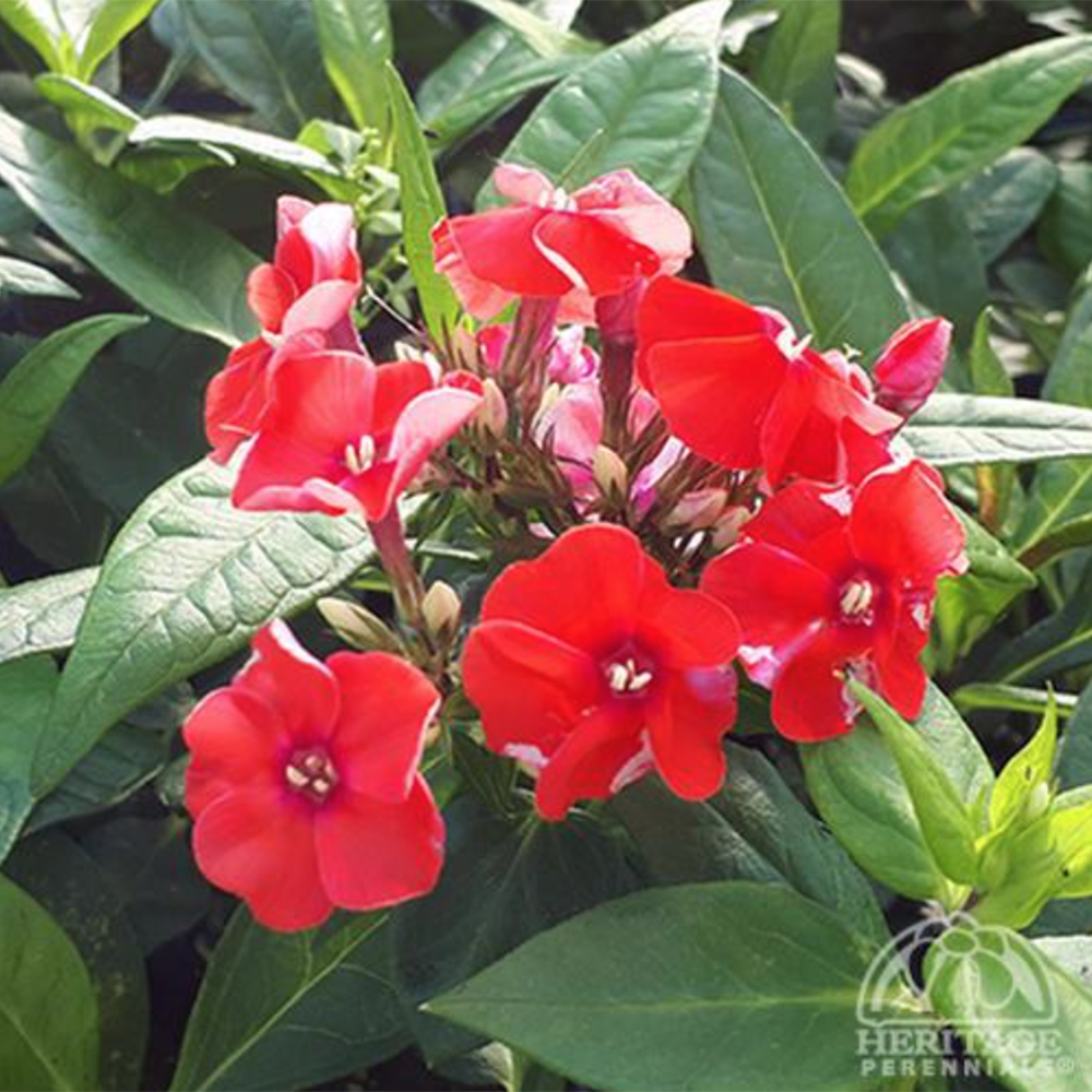 Summer Phlox 'Younique Orange' (Phlox paniculata)