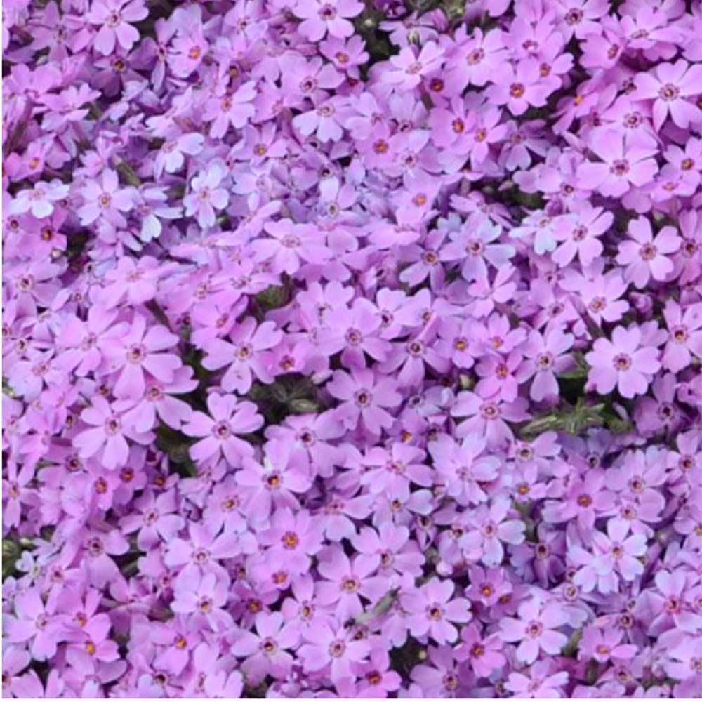 Phlox subulata Rocky Road Pink (Moss phlox)
