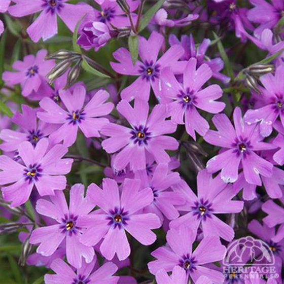 Phlox subulata 'Purple Beauty' (Moss Phlox)