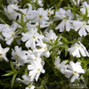 Phlox subulata Spring White (Moss Phlox)