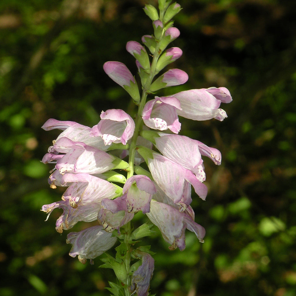 Obedient Plant (Physostegia virginiana) NATIVE PERENNIAL