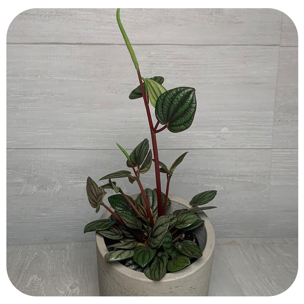 Peperomia Piccolo Banda