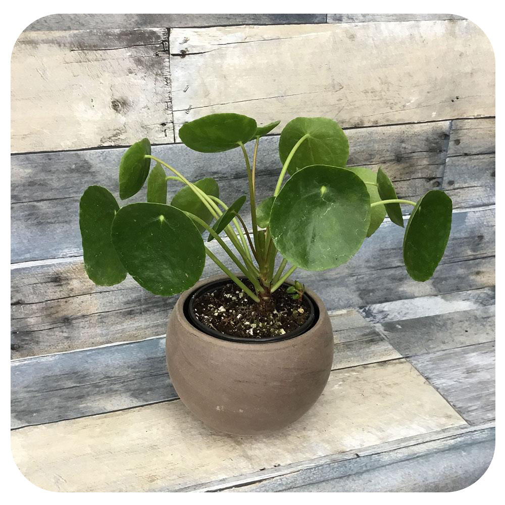 Pilea Peperomiodes  (Pancake Plant)