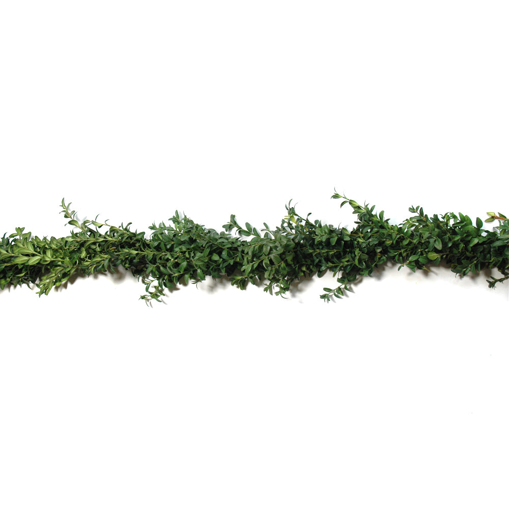 Deluxe Boxwood Garland