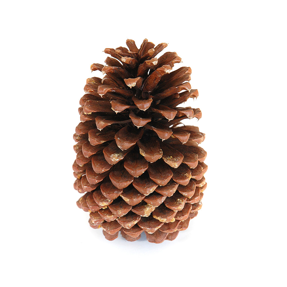 Pinecone - Jeffrey