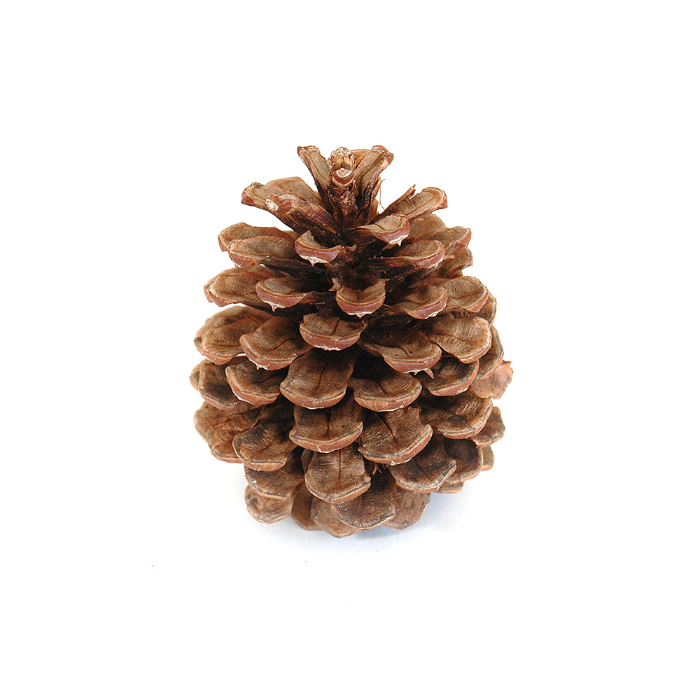 Pinecone - Natural