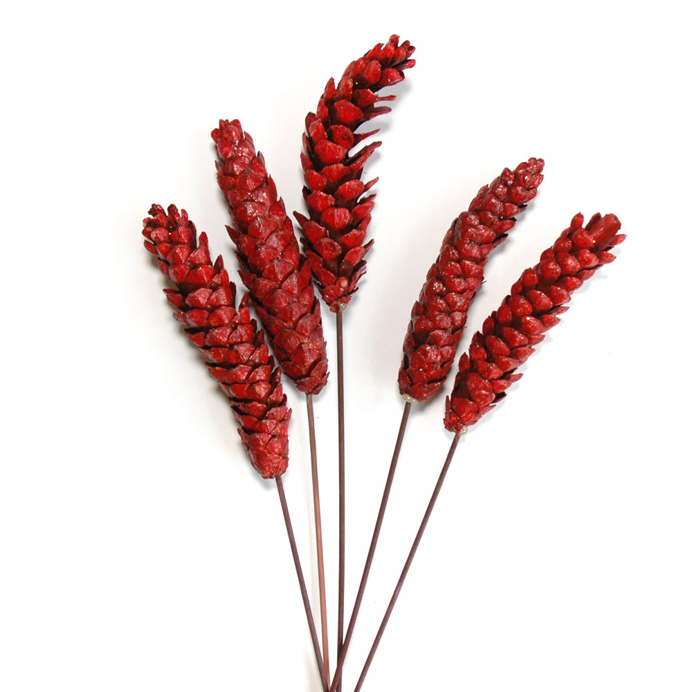 Pinecones - Strobus -Glitter