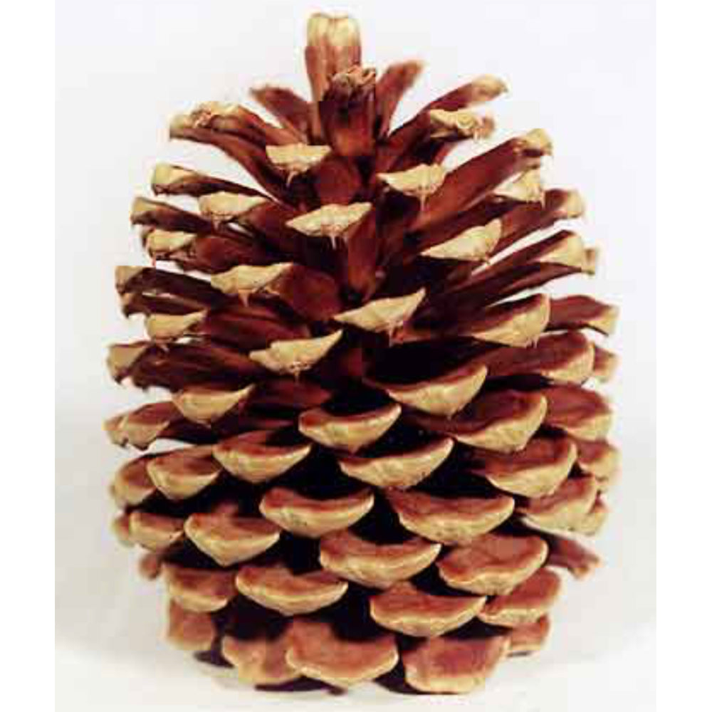 Pinecone - Jeffrey