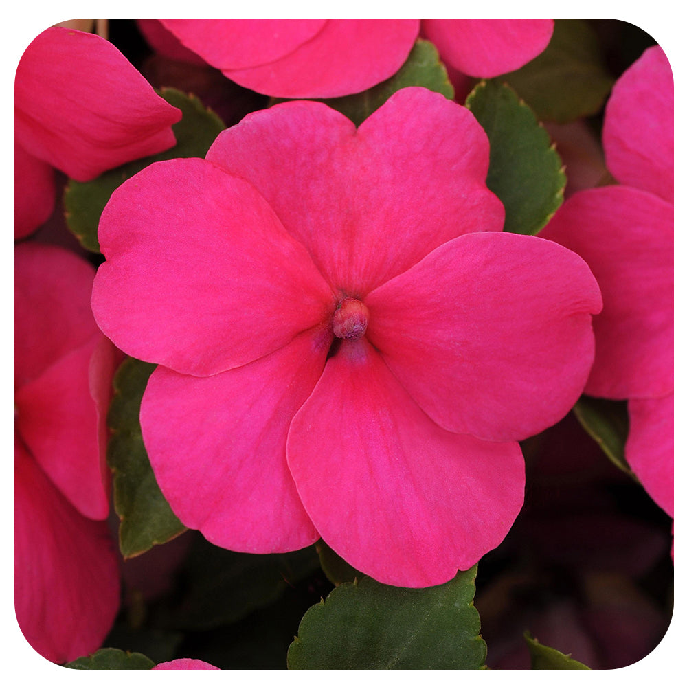 Shade Impatiens