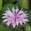 Monarda 'Pink Frosting' (Bee Balm)