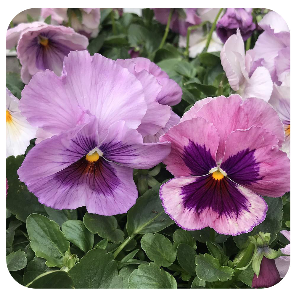 Pansy - Davenport Garden Centre