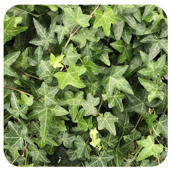 Ivy - white variegated (Hedera Helix) - Davenport Garden Centre