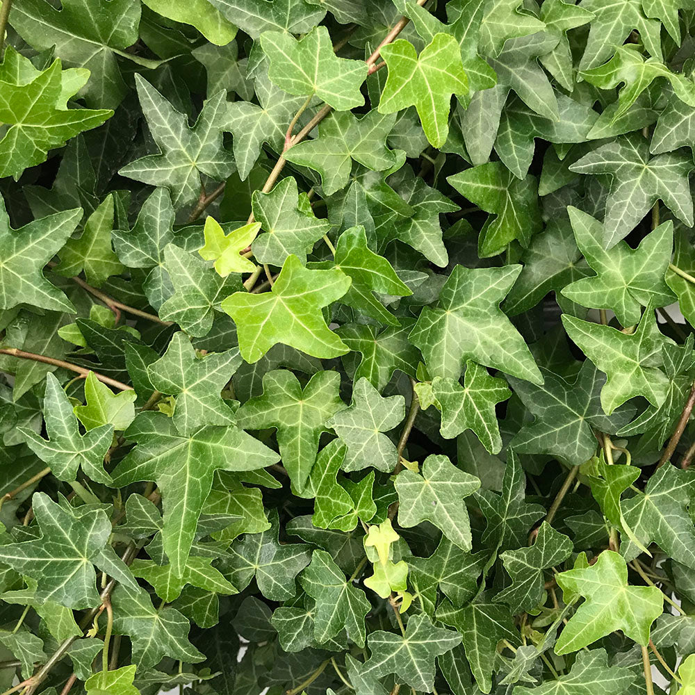 Ivy Pittsburgh Spiral Topiary (Hedera Helix)