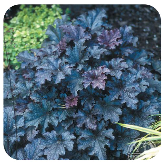 Coral Bells 'Plum Pudding' (Heuchera)