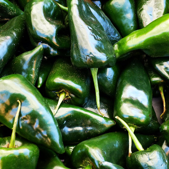 Pepper Ancho Poblano (Organic)