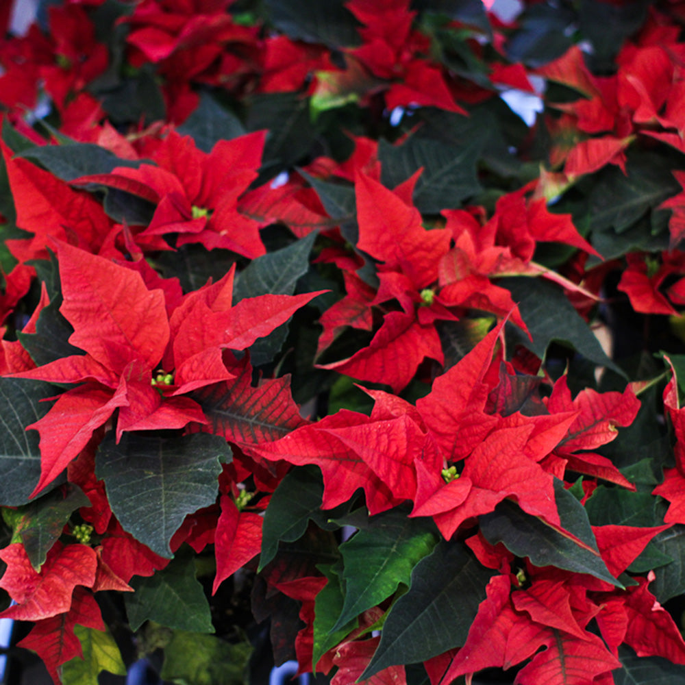 Poinsettias