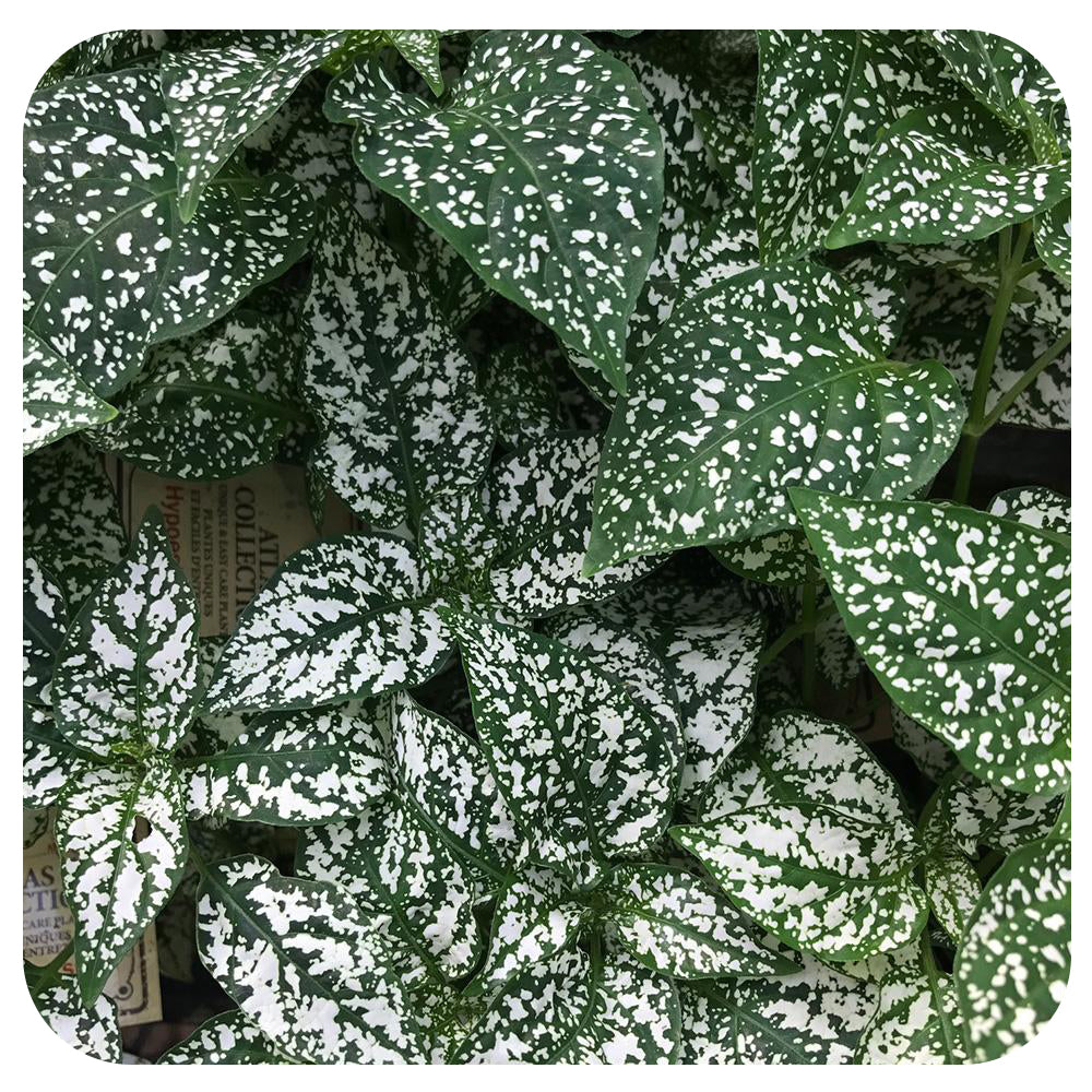 polka dot pothos Polka Dot Plant (Hypoestes)