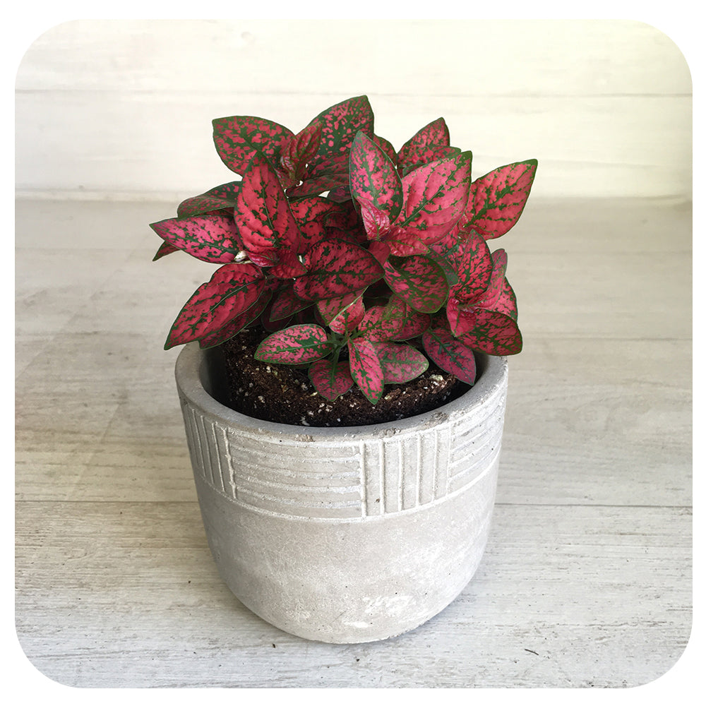 Polka Dot Plant (Hypoestes)