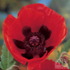 Poppy ‘Brilliant’ Papaver orientale