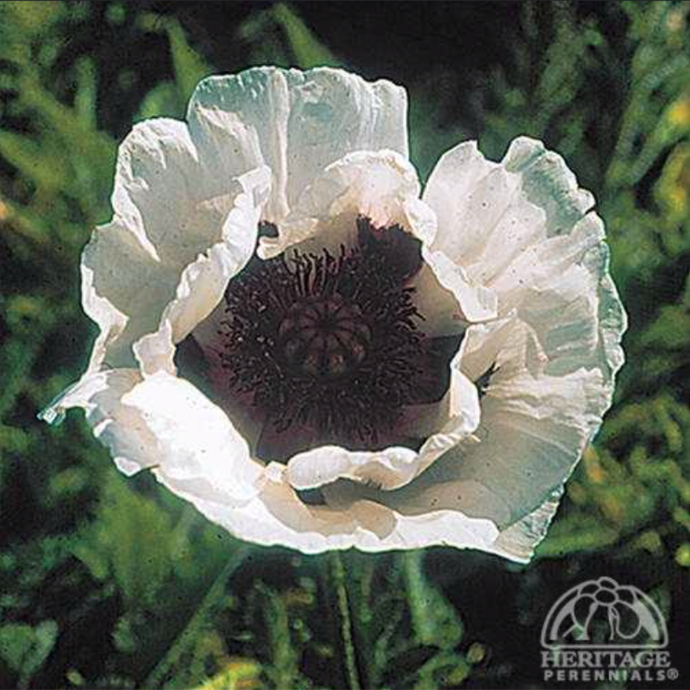 Oriental Poppy ‘Royal Wedding’ (Papaver orientale)