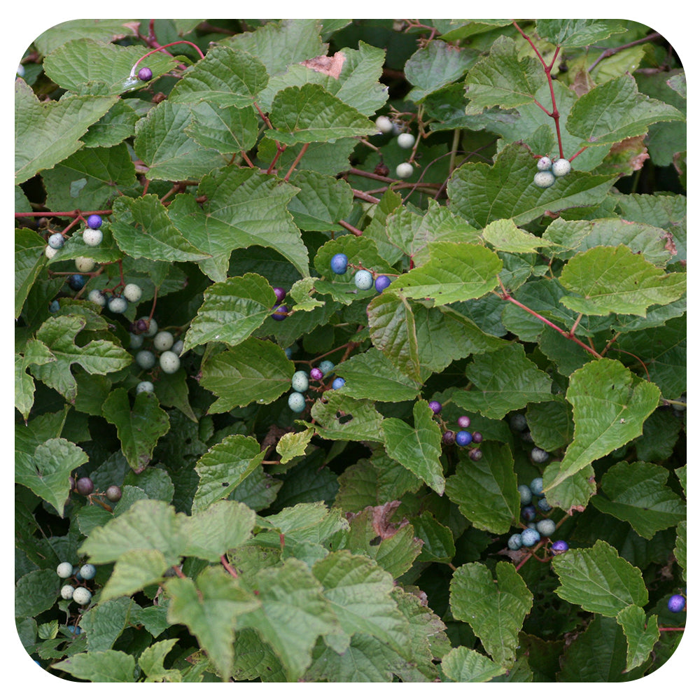 Porcelain Berry Vine (Ampelopsis brevipedunculata 'Elegans')