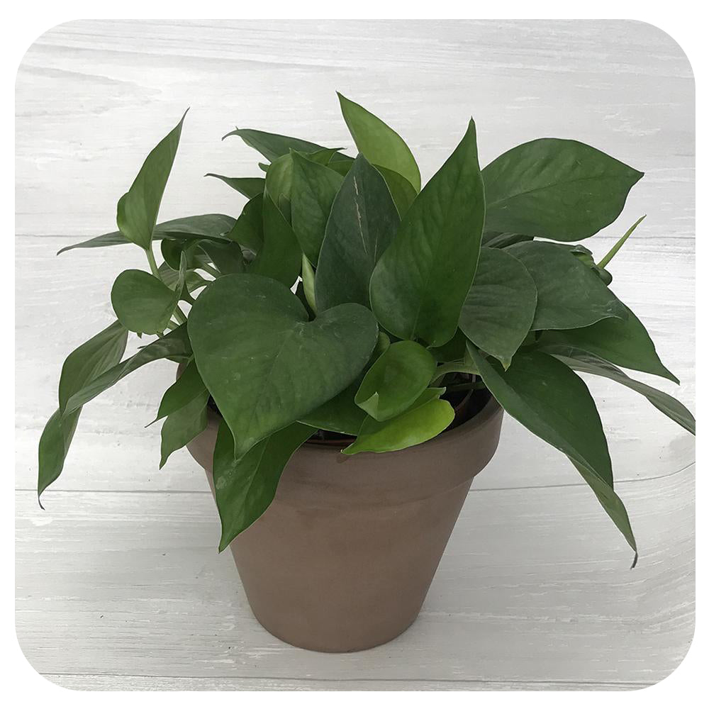 Pothos Green Jade