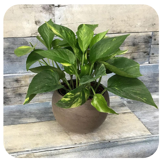 koi fin sansevieria Mini Snake Plant I Believe Koi Fin (Sansevieria)