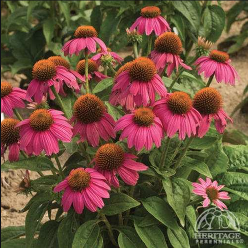 Echinacea purpurea ‘PowWow Wild Berry’