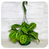 Prayer Plant - Green (Maranta Leuconeura)