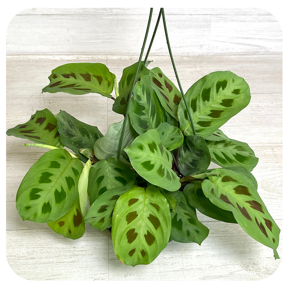 green and white prayer plant Prayer Plant