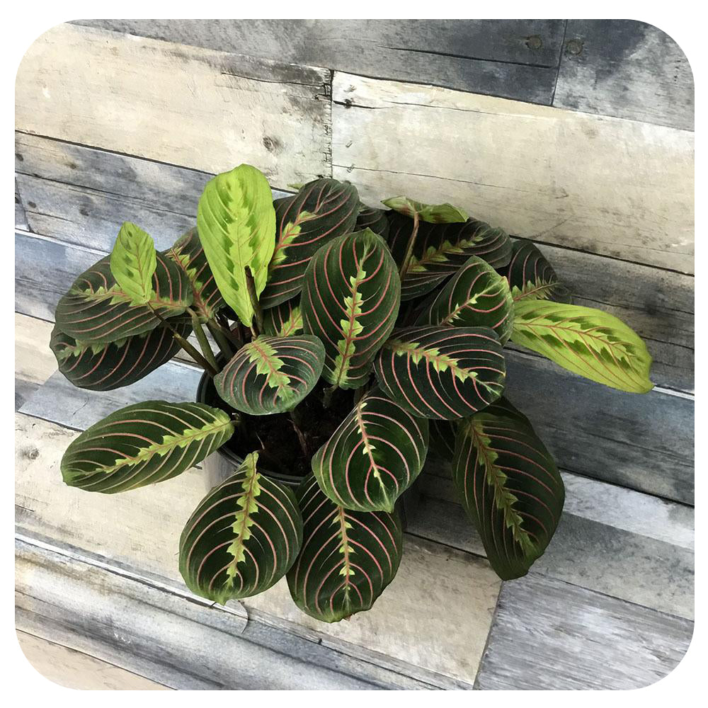 Prayer Plant - Red (Maranta leuconeura)