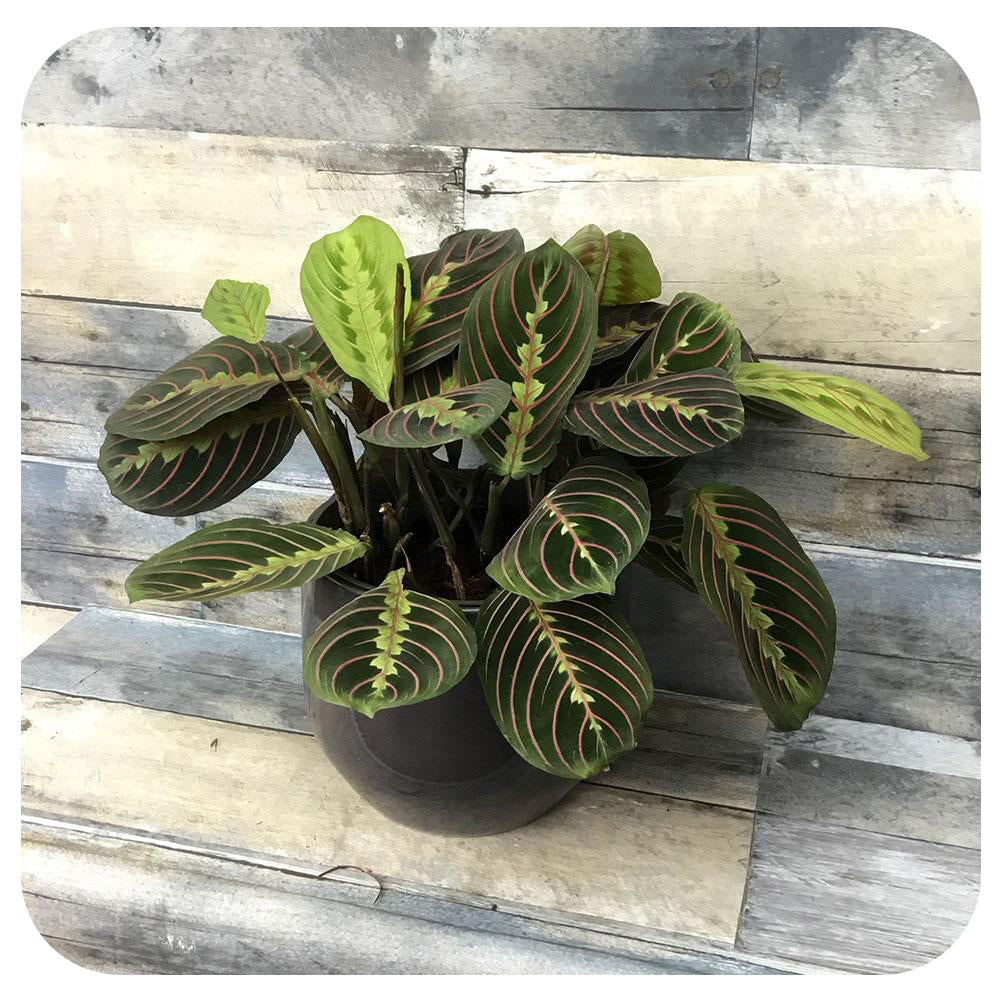 Prayer Plant - Red (Maranta leuconeura)