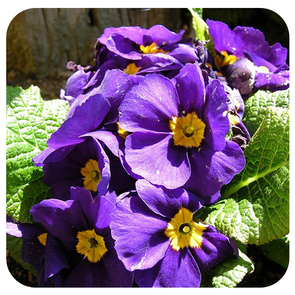Primula (Primrose)