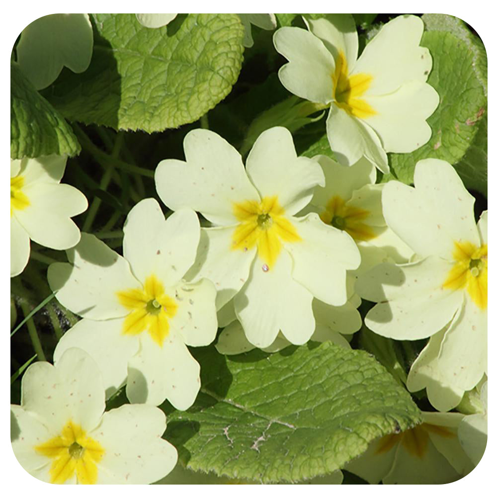 Primula (Primrose)