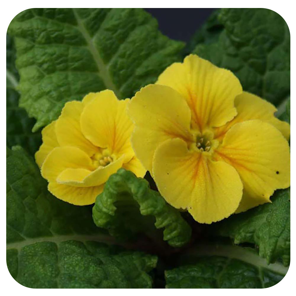 Primula (Primrose)