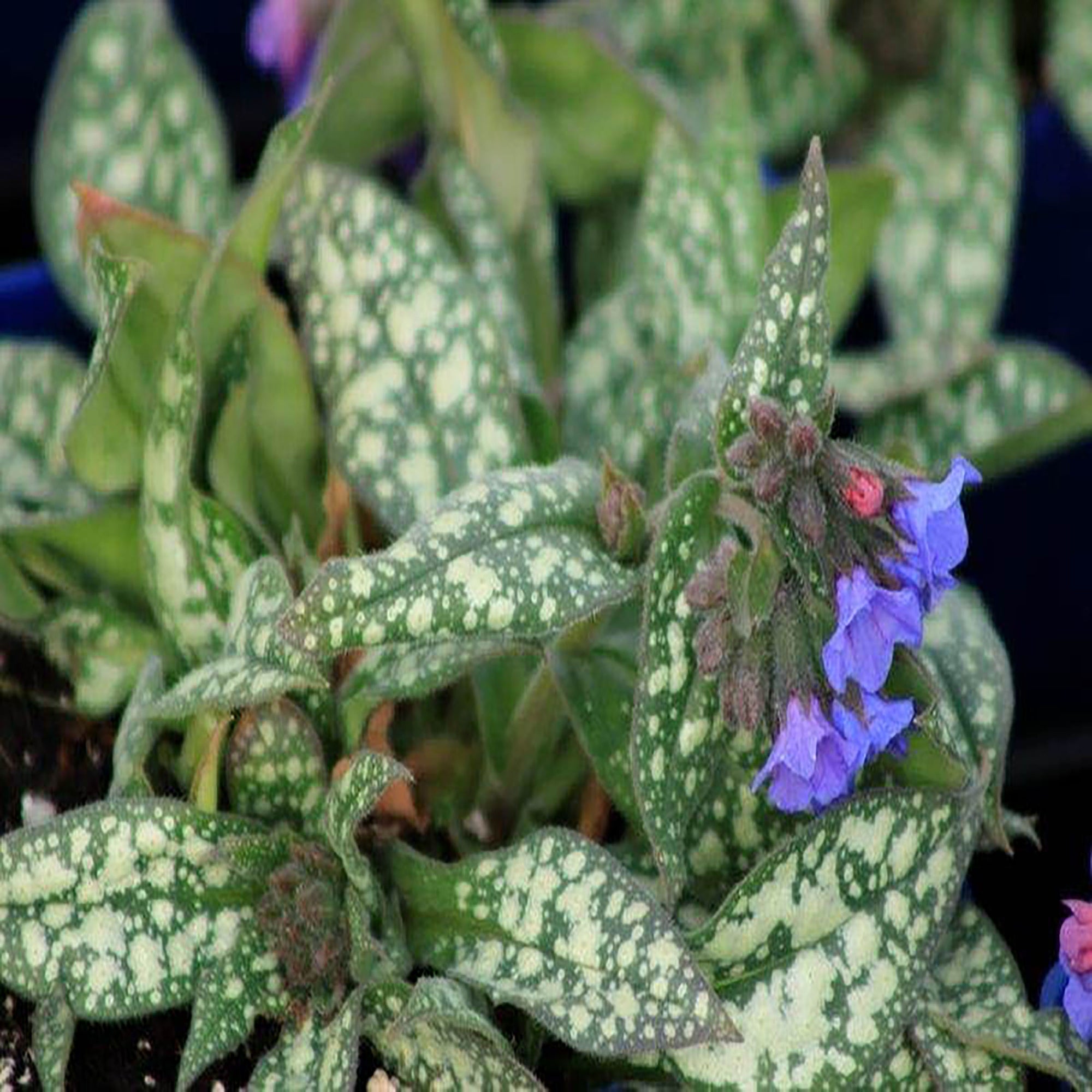 Pulmonaria 'Trevi Fountain' (Lungwort)