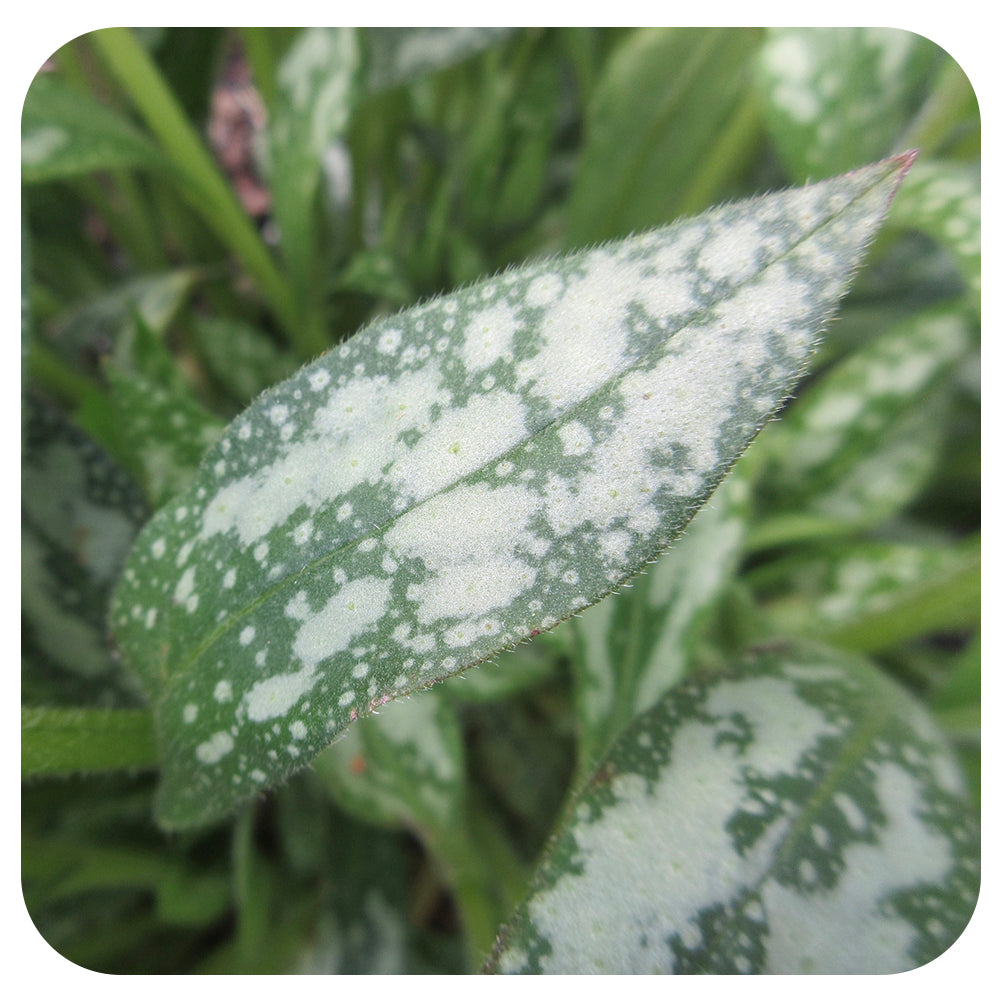 Pulmonaria 'Opal' (Lungwort)