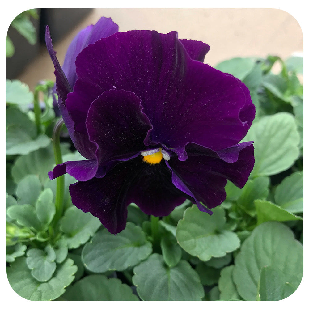 Pansy