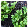 Purslane Seeds (Organic)