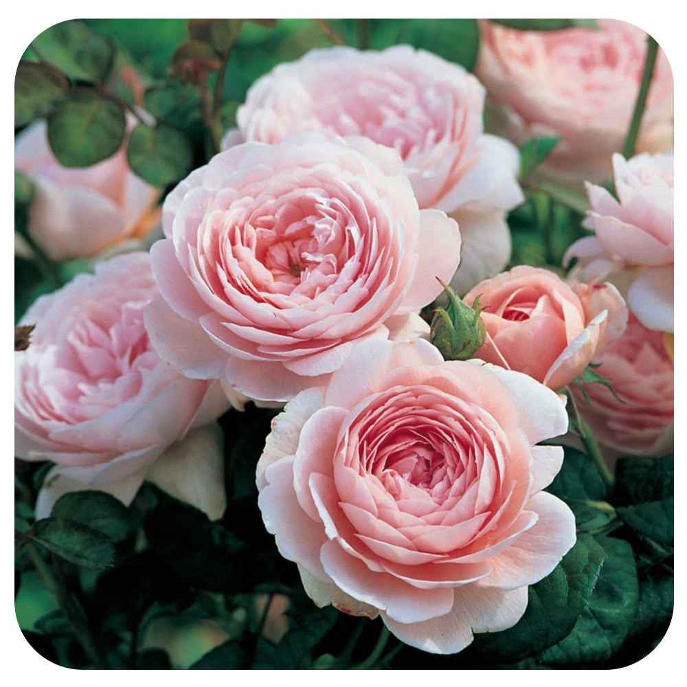 Queen of Sweden Rose by David Austin