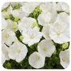 Campanula carpatica ‘Rapidol White’ (Carpathian Bellflower)