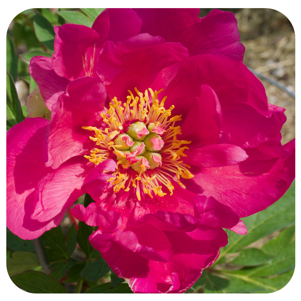 Itoh Peony ‘Watermelon Wine’